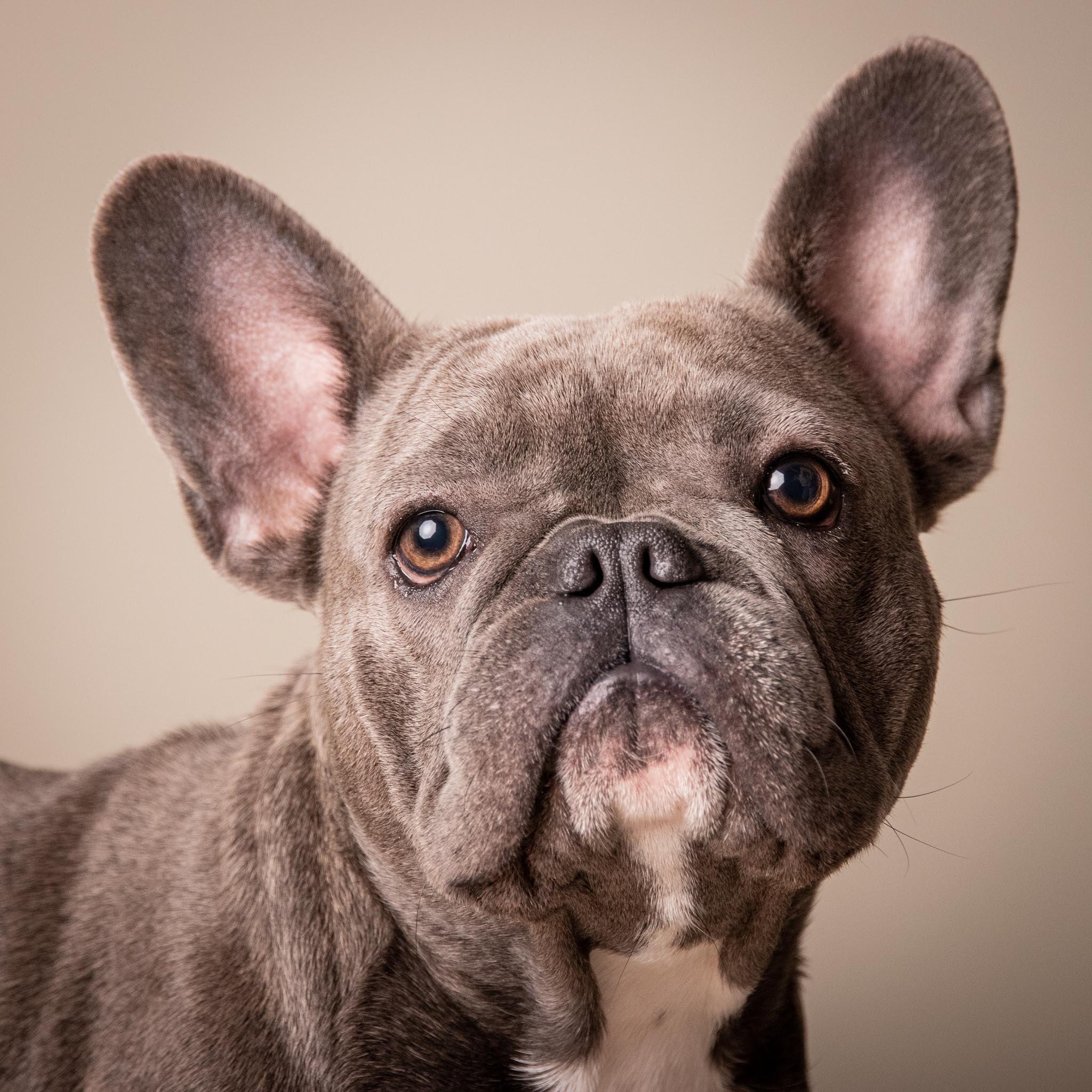 Portret Franse Bulldog Charlie