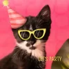 Grappige verjaardagskaart kat met feestmuts en zonnebril - let's party