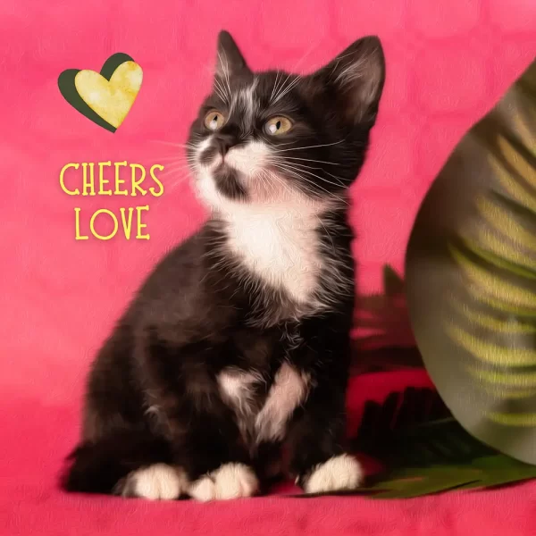Grappige verjaardagskaart kat - cheers love
