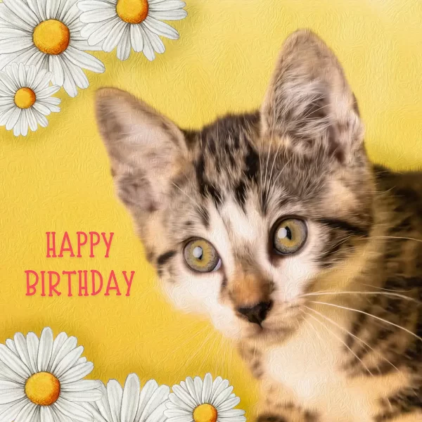 Grappige verjaardagskaart kat met bloemen - happy birthday
