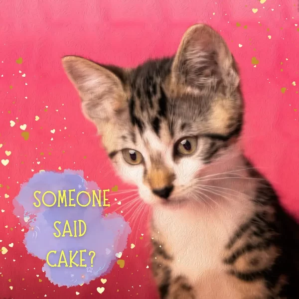 Grappige verjaardagskaart kat - someone said cake?