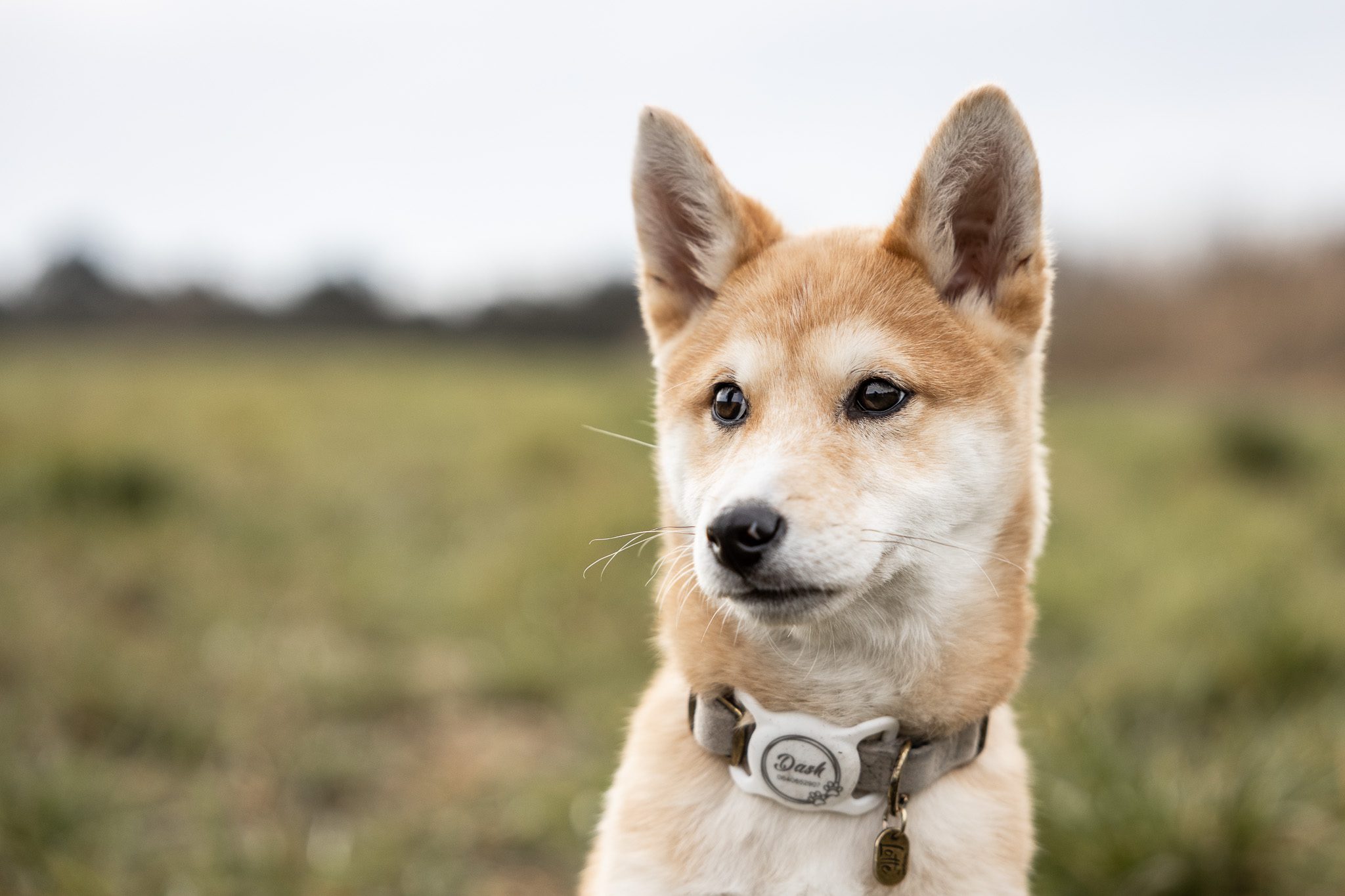 Portret van een Shiba inu pup in een groene omgeving.
