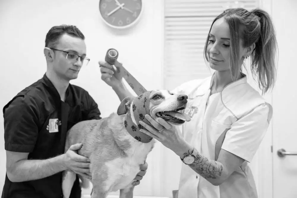 dierenarts en haar assistent die samen een hoofdwond behandelen bij een hond.