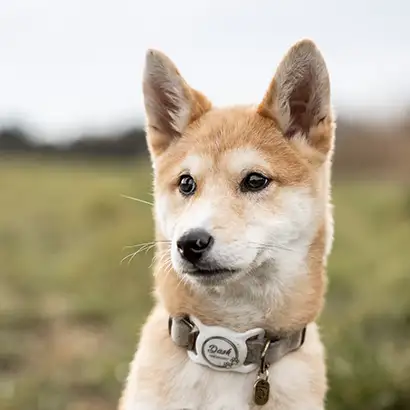 Portret van een Shiba inu pup in een groene omgeving.