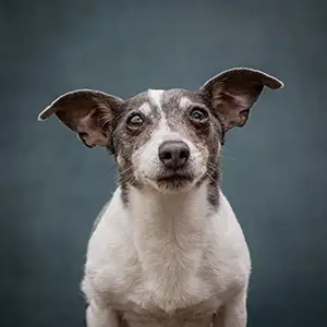 Portret van een klein hondje tegen een grijsblauwe achtergrond.