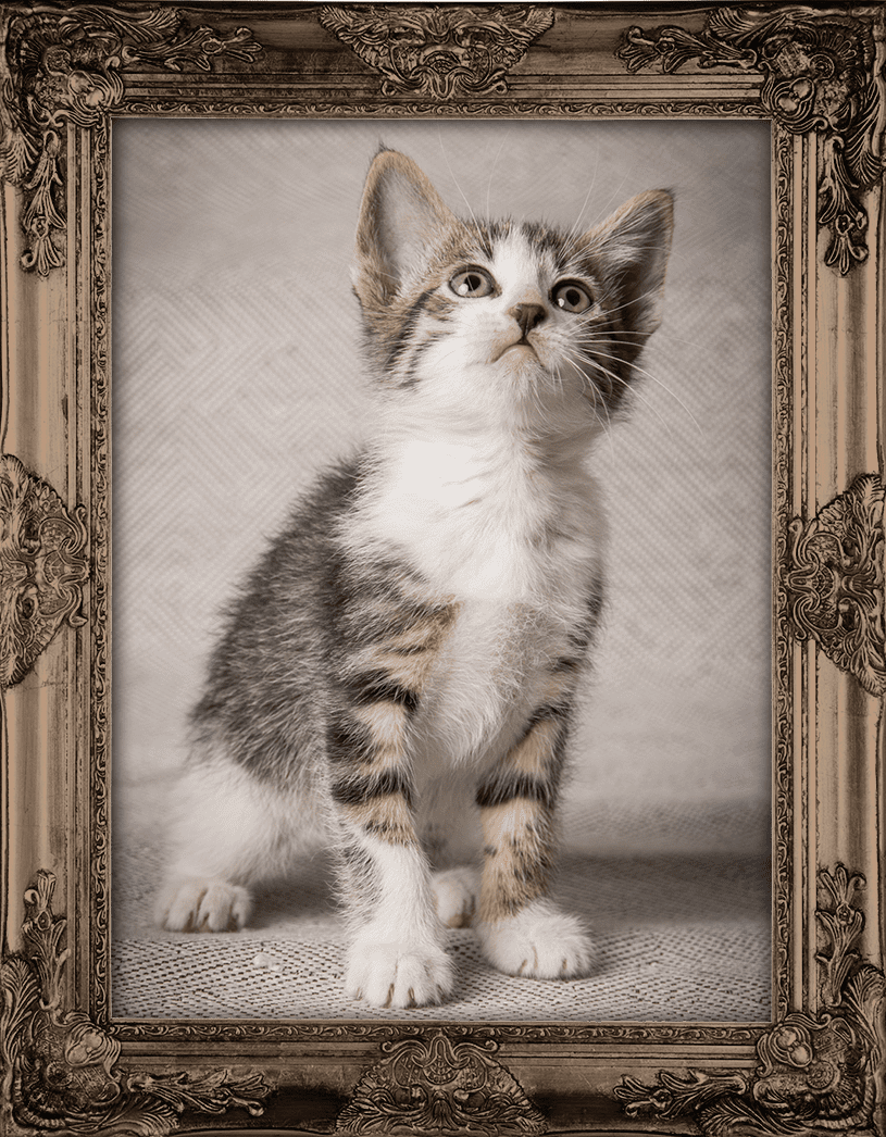 Portret kitten Oosterse/Europese korthaar in lijst